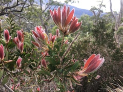 Melaleuca pallida