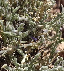 Hebecarpa macradenia