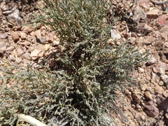 Hebecarpa macradenia