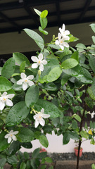 Wrightia antidysenterica