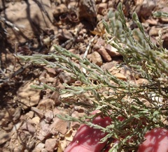 Hebecarpa macradenia