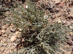 Hebecarpa macradenia