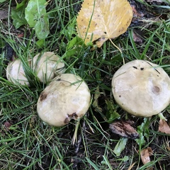 Suillus elbensis