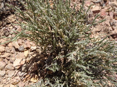 Hebecarpa macradenia