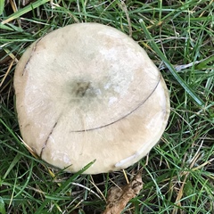 Suillus elbensis