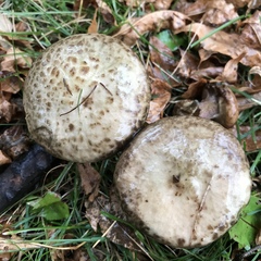 Suillus elbensis