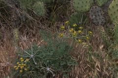 Lomatium insulare
