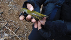 Arachnothera modesta