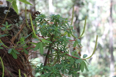 Peperomia leptophylla