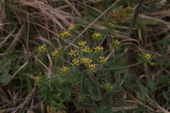 Lomatium insulare