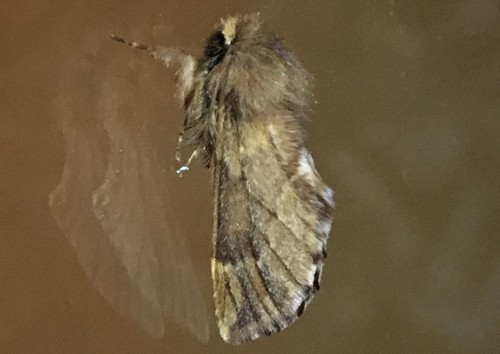 Plumed Prominent