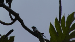 Hemiprocne longipennis