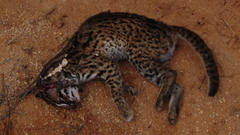 Prionailurus javanensis