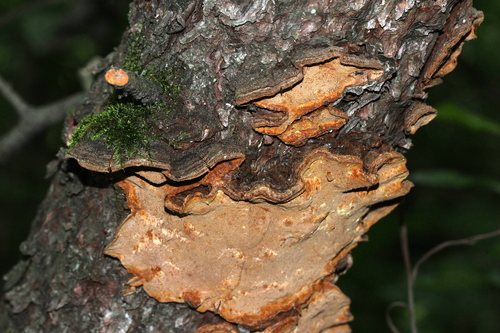 Phellinus chrysoloma (Fr.) Donk