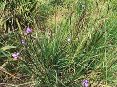 Patersonia occidentalis occidentalis