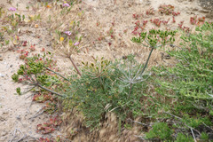Lomatium insulare