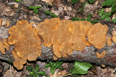 Phellinus chrysoloma