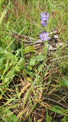 Thelymitra × truncata