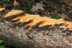 Phellinus chrysoloma