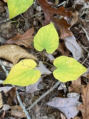 Dioscorea villosa