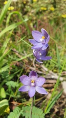 Thelymitra × truncata