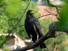 Buteogallus