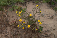 Malacothrix foliosa polycephala