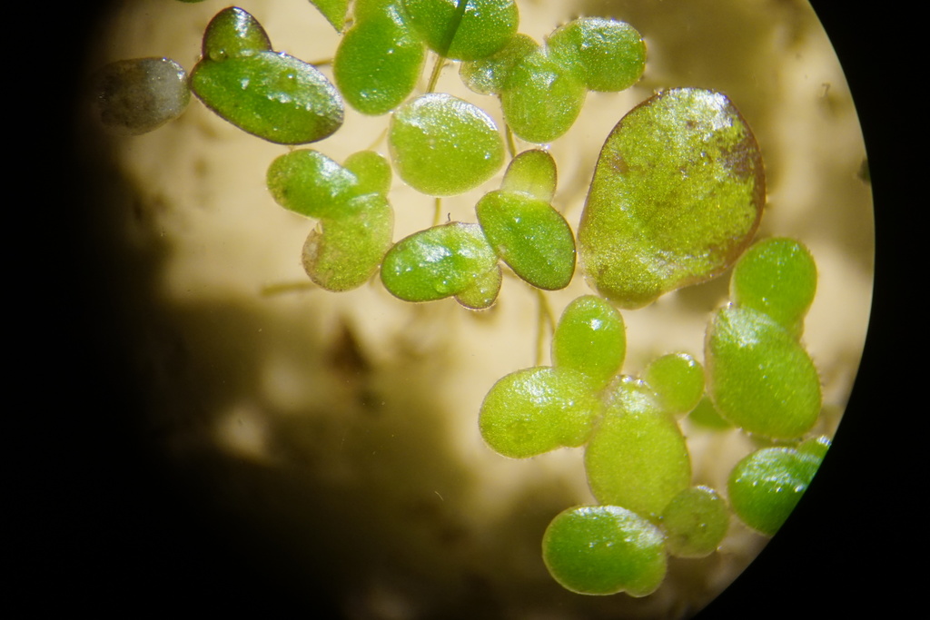 dotted duckweed from Linn County, OR, USA on October 4, 2020 at 08:35 ...