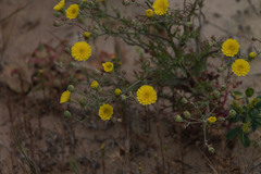 Malacothrix foliosa polycephala