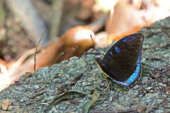 Tanaecia whiteheadi