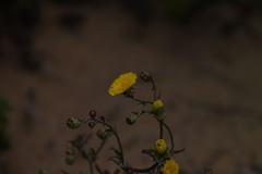 Malacothrix foliosa polycephala