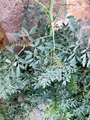 Papilio polyxenes asterius