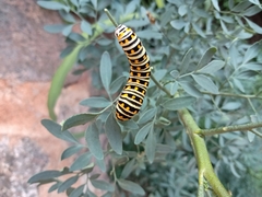 Papilio polyxenes asterius