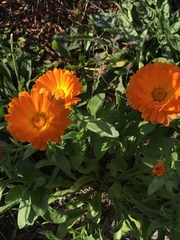 Calendula officinalis