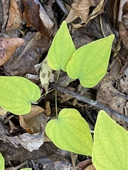 Dioscorea villosa