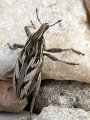 Coniocleonus