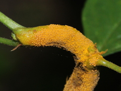 Puccinia coronata