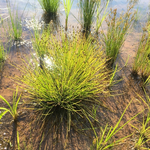 Eleocharis obtusa