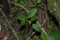 Puccinia coronata