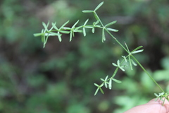 Galium mexicanum