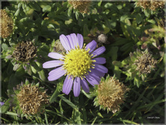 Aster asa-grayi