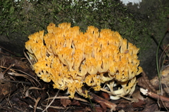 Ramaria flava