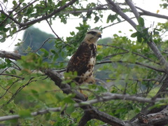Buteo nitidus