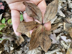 Isotria verticillata