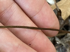 Isotria verticillata