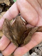 Isotria verticillata