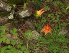 Aquilegia desertorum