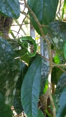 Trimeresurus sumatranus