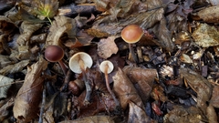 Macrocystidia cucumis