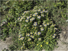 Aster asa-grayi
